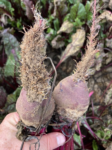 image of beets with hairy roots