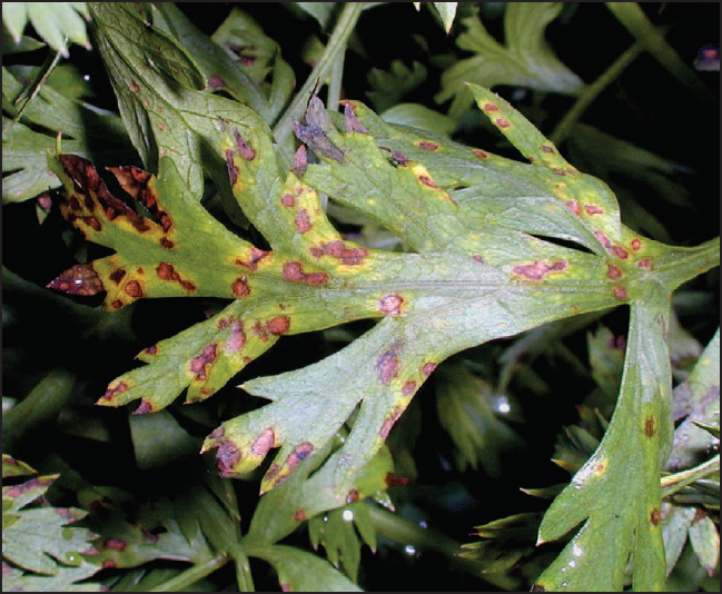 Cercospora lesions on carrot foliage