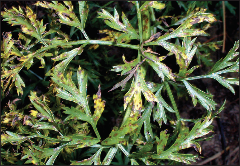 Cercospora lesions on carrot foliage