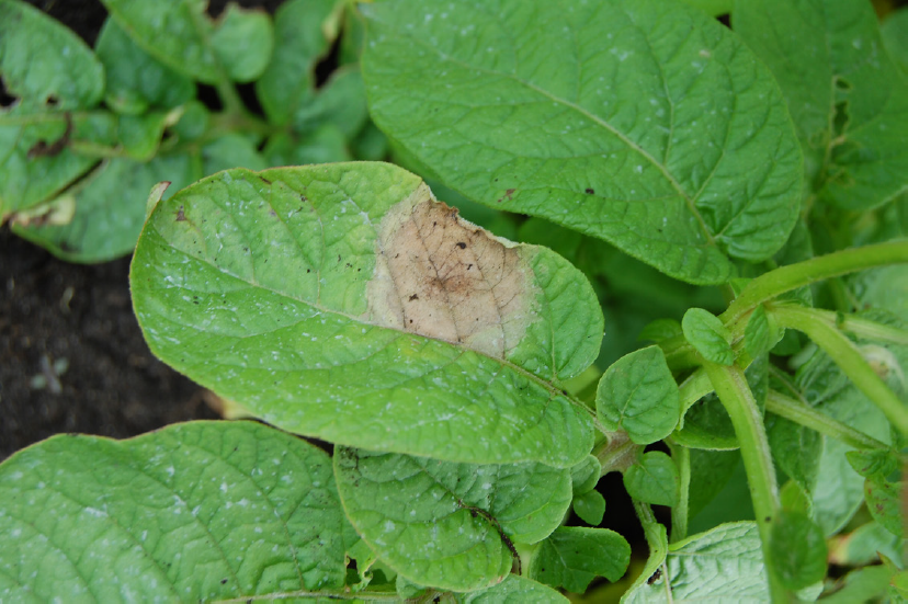 late blight lesions on a potato leaf