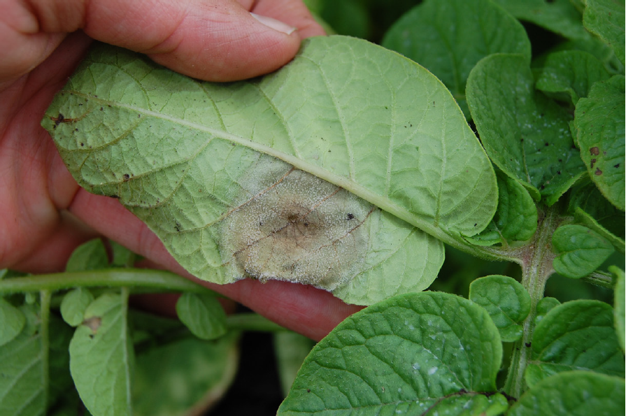 The underside of a potato leaf showing white fuzzy sporulation