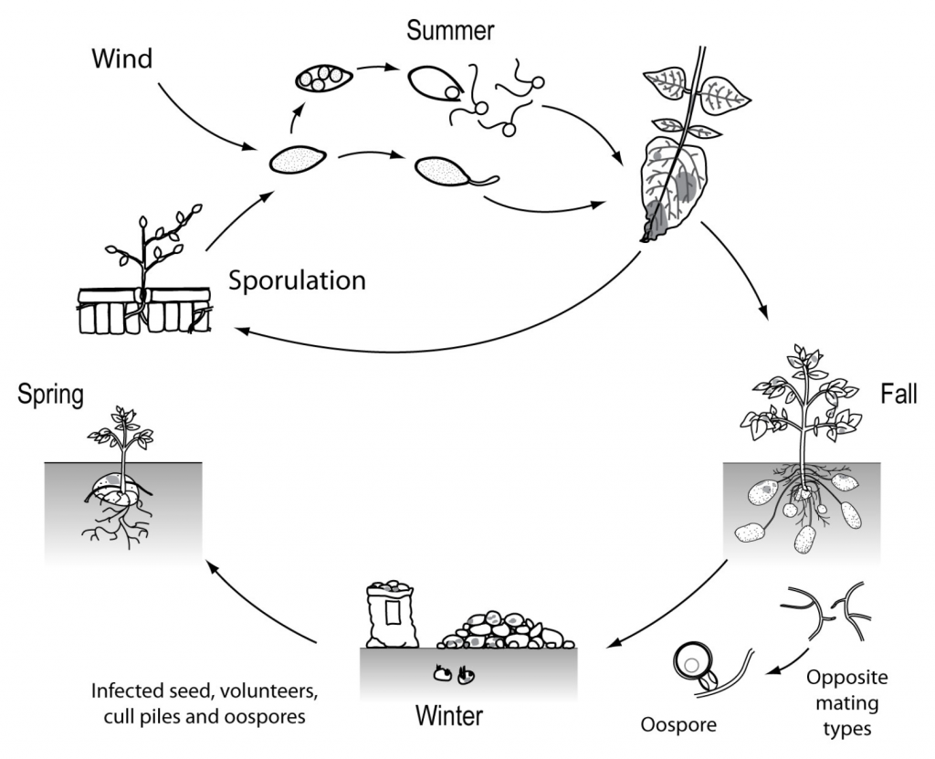 life cycle diagram of potato late blight