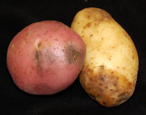 external potato tuber symptoms of late blight