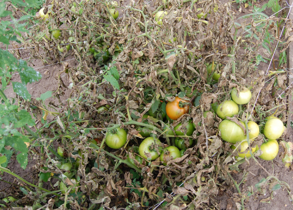 defoliated tomato plant from late blight infection