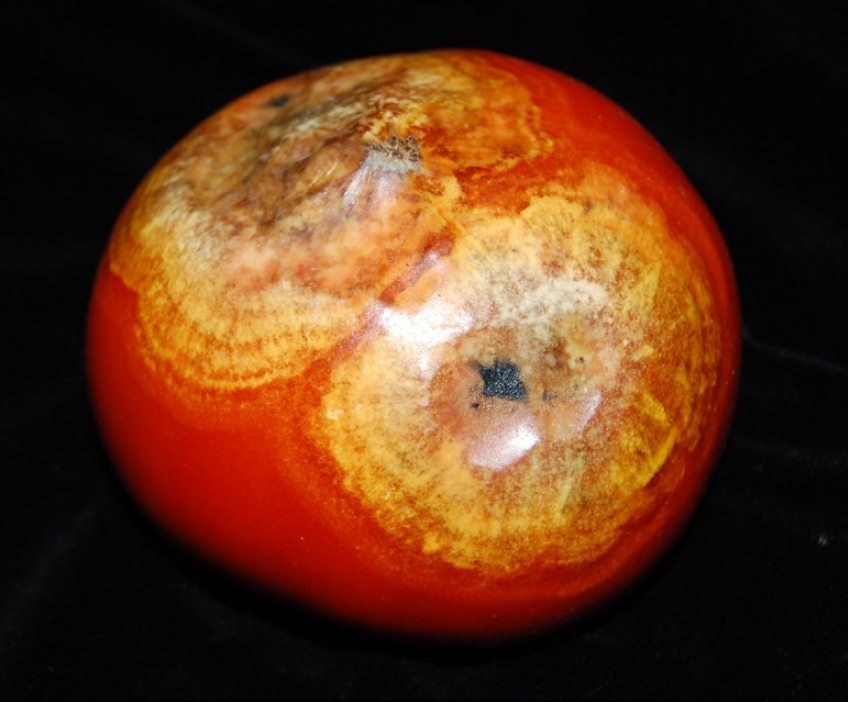 Ripe tomato showing late blight symptoms