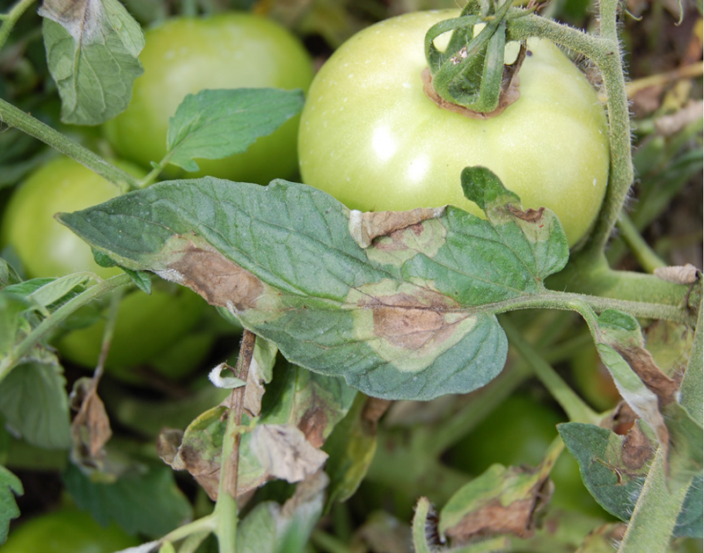 late blight lesions on a tomato leaf