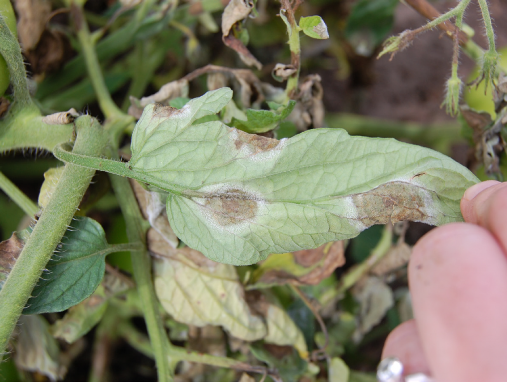 Underside of tomato leaf showing typical late blight lesions