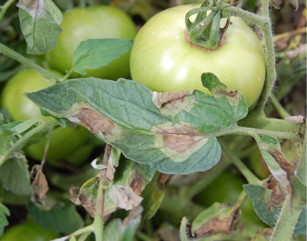late blight lesions on a tomato leaf