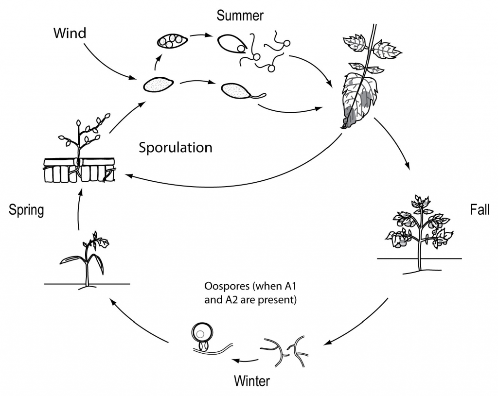 tomato late blight disease cycle
