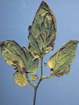 Early blight of tomato