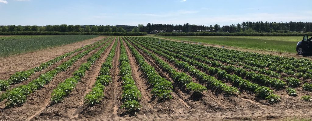 rows of potatoes