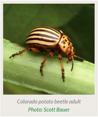 Vegetable Crop Update – May 25, 2026