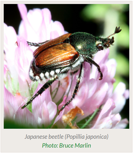 japanese beetle adult