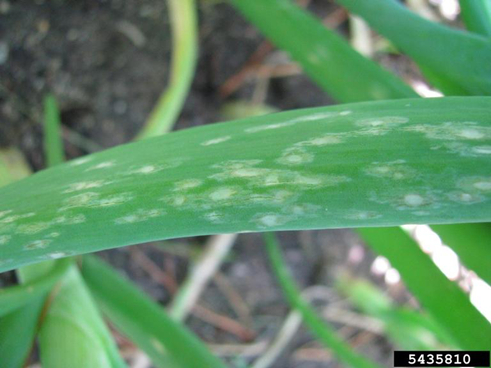 botrytis symptoms on onion leaf
