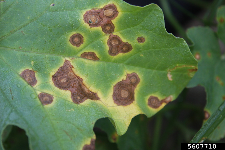 alternaria symptoms on cucurbit leaf