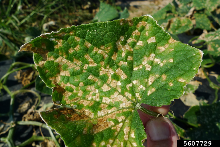 cucurbit downy mildew symptoms on leaf