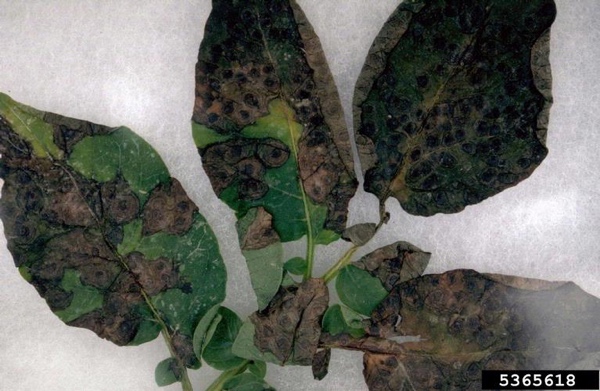 Potato leaf showing brown spot and black pit lesions