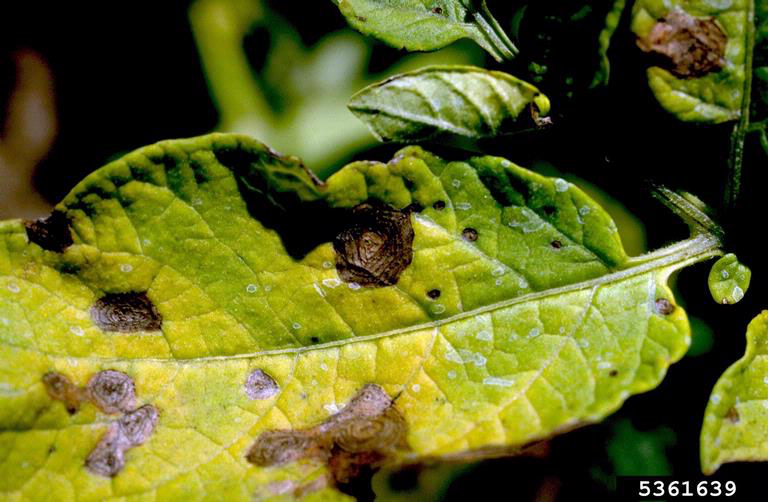 potato leaf showing lesions