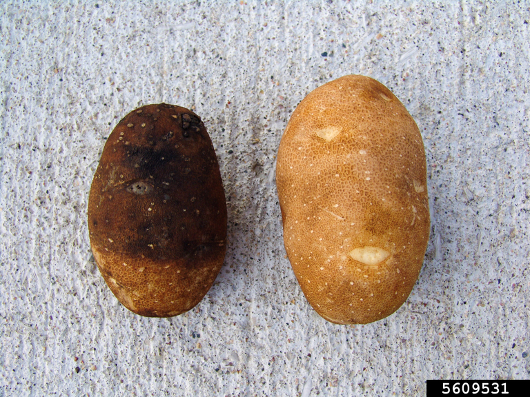 external symptoms of potato pink rot on a tuber