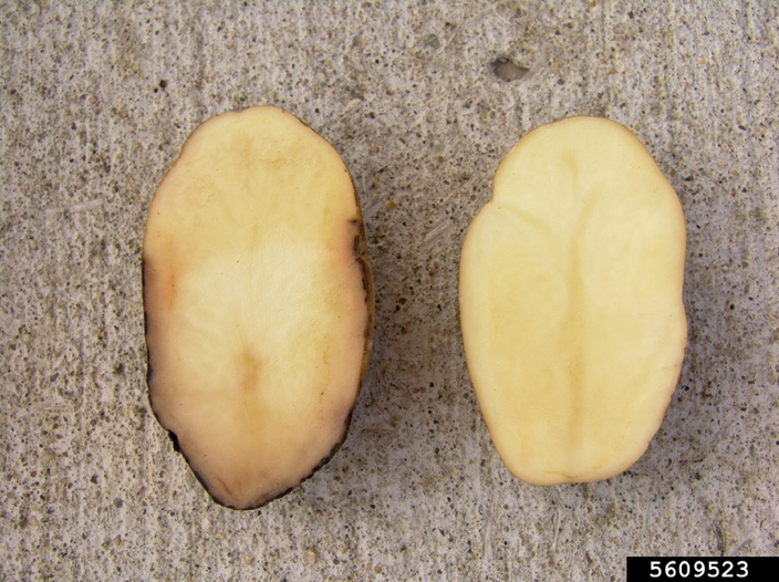 interior symptoms of potato pink rot