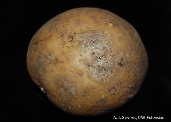 Silver scurf lesions on a potato tuber
