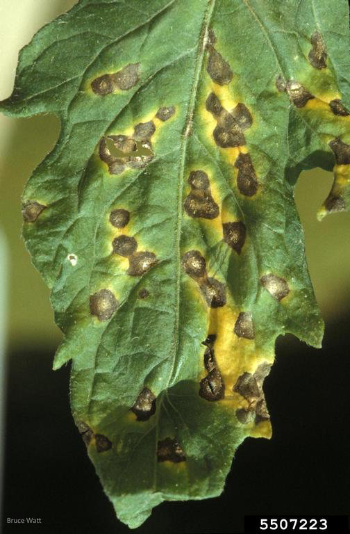 septoria leaf spot symptoms on tomato leaf
