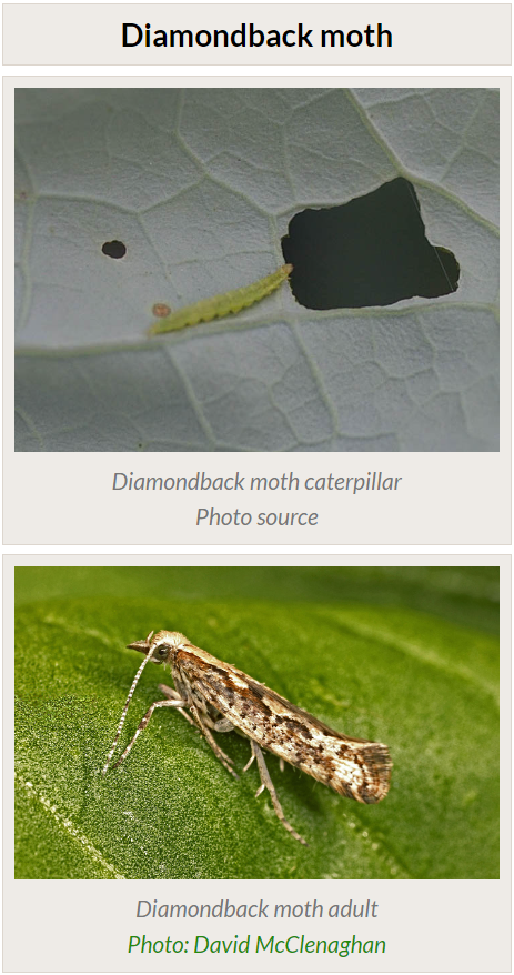 diamondback moth images