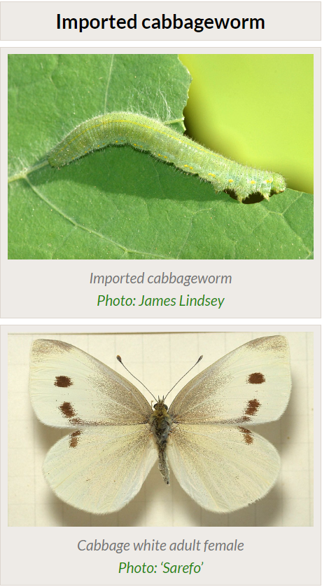 imported cabbageworm larva and adult