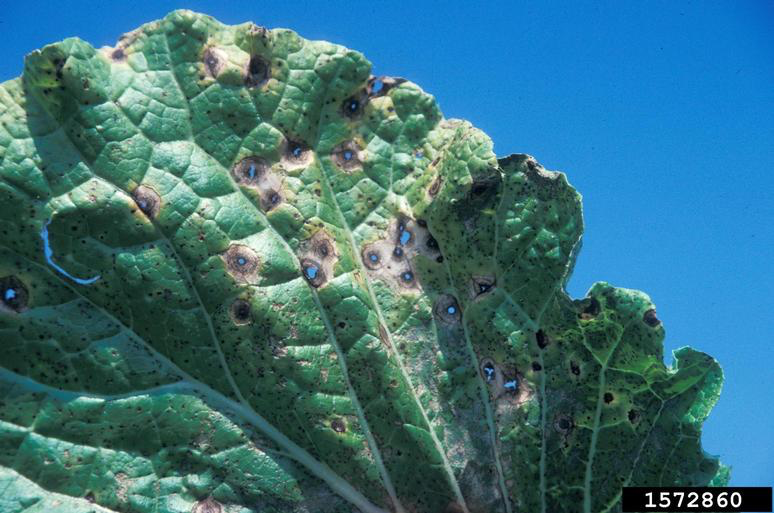 close-up image of brassica black spot lesions on a leaf