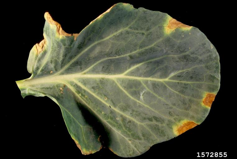 cabbage leaf