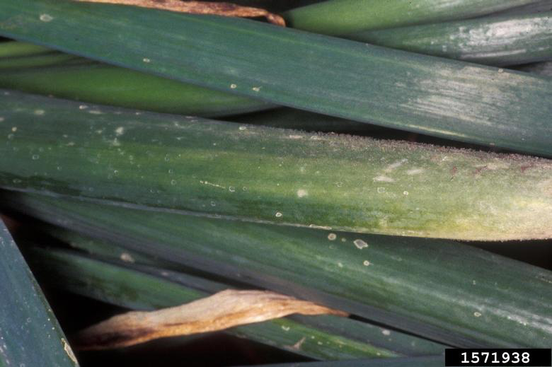 downy mildew symptoms on onion leaf