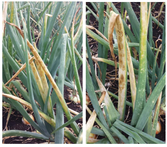 Stemphyllium leaf blight symptoms on onion.
