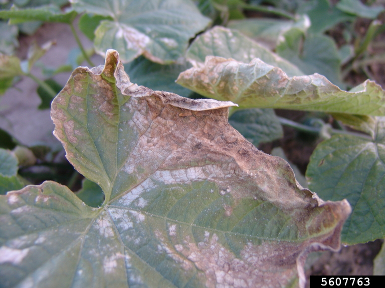 Phytophthora symptoms on a cucurbit leaf