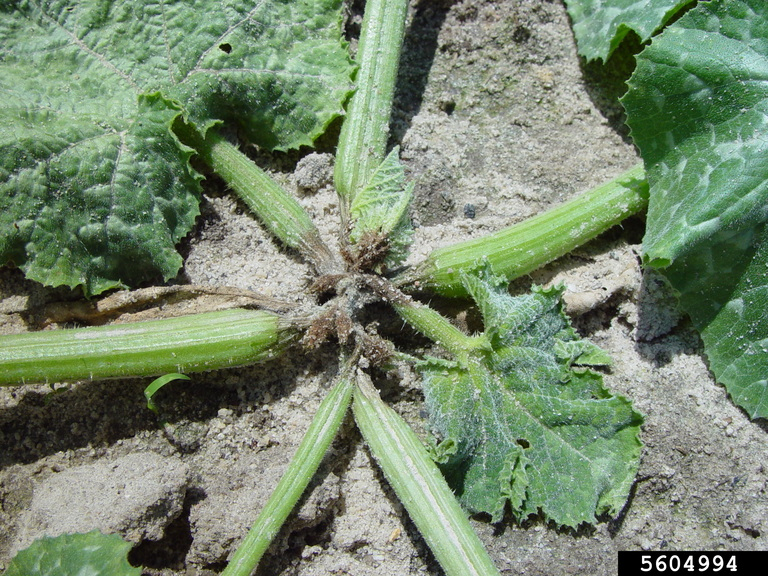 phytophthora symptoms on a squash stem