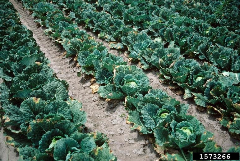 cabbage field