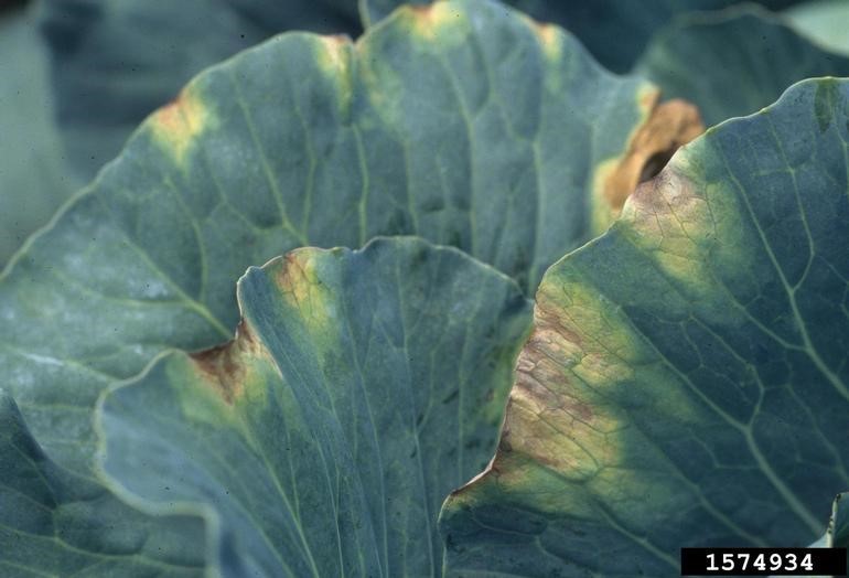 leaf damage
