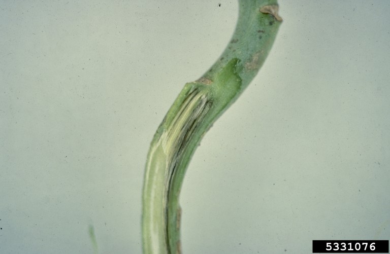 stem damage