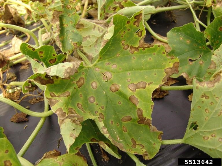 alternaria lesions on cantaloupe leaf