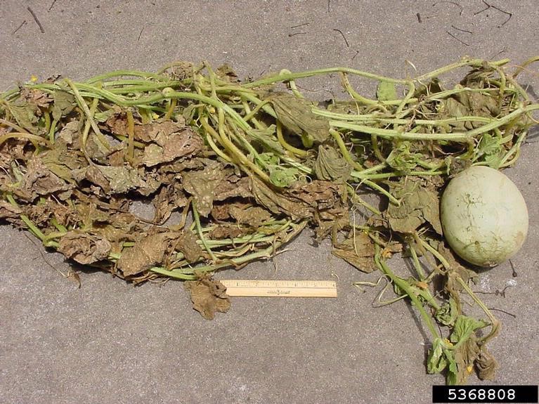 alternaria damage on mukmelon plant