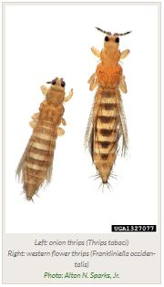 close image of onion thrips