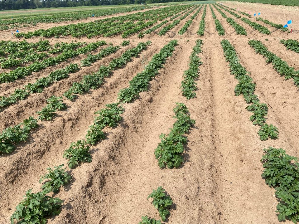 Potato emergence