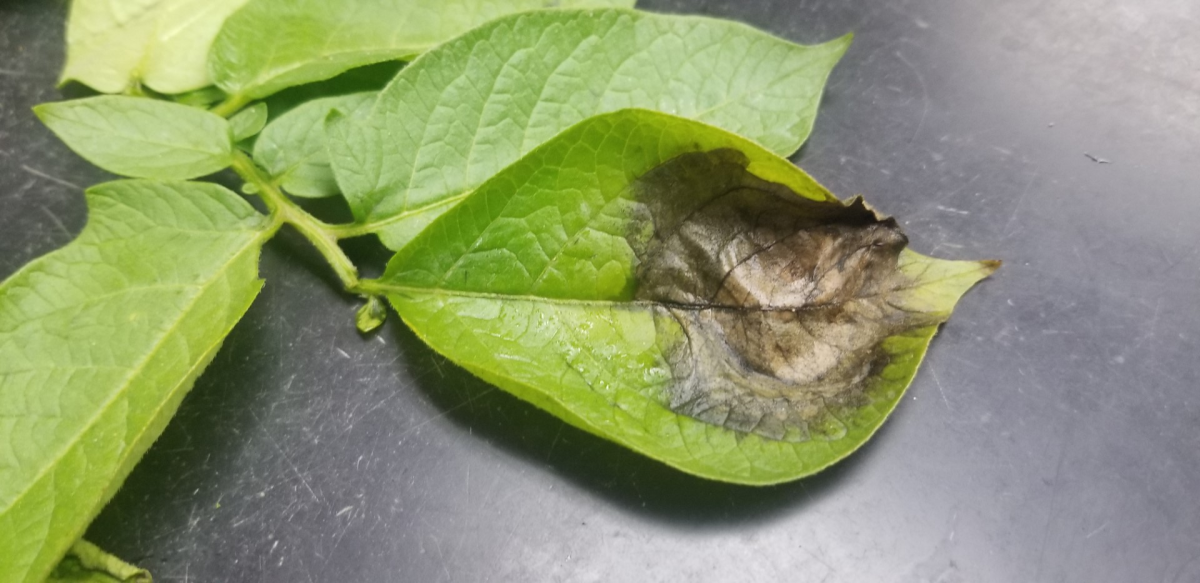 Late blight detection in SW Michigan