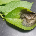 Late blight detection in SW Michigan
