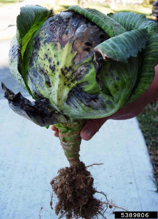 Progressed Alternaria black spot symptoms on cabbage