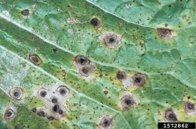 Close-up view of Alternaria lesions on Chinese cabbage leaf