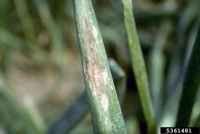 Early foliar symptoms of downy mildew on garden onion