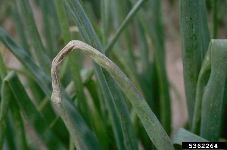 Progressed foliar decline caused by downy mildew