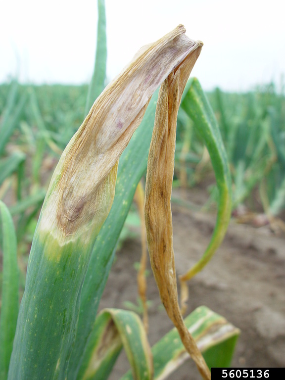 Close view of onion leaf damage