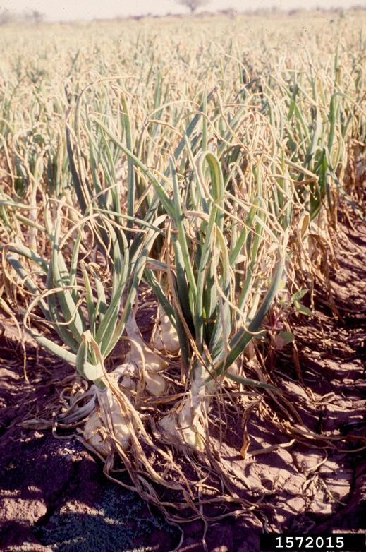 Field of onions with Stemphylium leaf blight