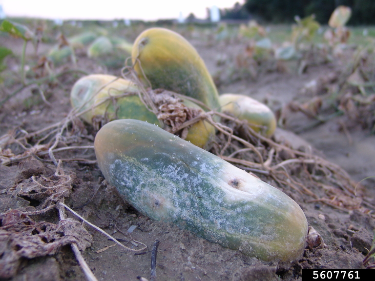 Sporulating lesions on cucumber fruit